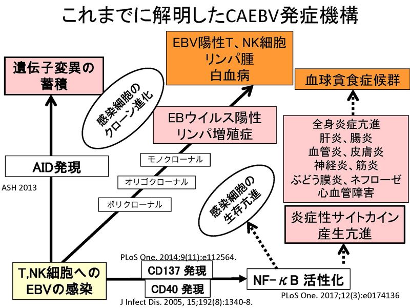 東京医科歯科大学 医学部