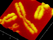 原子間力顕微鏡で観察したヒト染色体