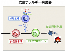 アレルギーを抑える新たな仕組みを発見