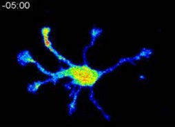 神経細胞内のPIP3の分布を制御する。