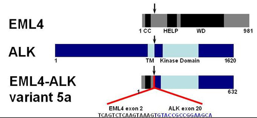 腎癌におけるALK融合遺伝子の模式図