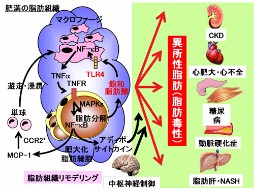 脂肪組織における慢性炎症と異所性脂肪蓄積