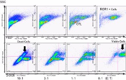 癌関連抗原ROR1特異的細胞障害性T細胞の誘導
