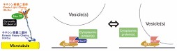 細胞質性蛋白質の輸送機構と膜蛋白質との輸送モード振り分け