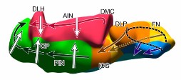 ラット小脳核の三次元区画構築。分子発現と軸索投射からの解析。