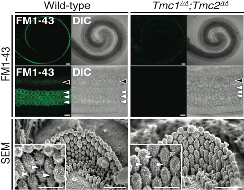 FM1-43取込を欠くTmc遺伝子改変マウス有毛細胞の電顕像