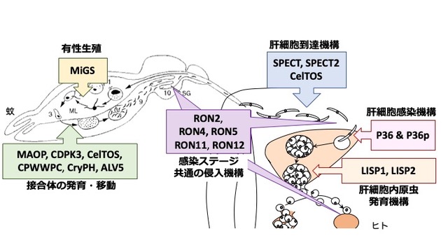 中間宿主貝からの日本住血吸虫DNAのLAMP法による検出