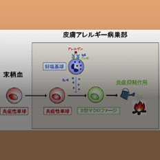 アレルギーを抑える新たな仕組みを発見